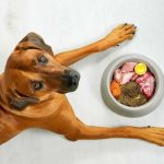 dieta barf perros