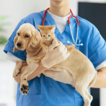 cuánto gana un veterinario en españa