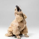 qué hacer si mi perro se atraganta
