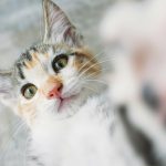 tipos de arena para gatos