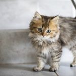 tiempo de gestación de los gatos
