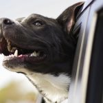 que hacer si mi perro se marea en el coche