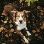 procesionaria perros tratamiento