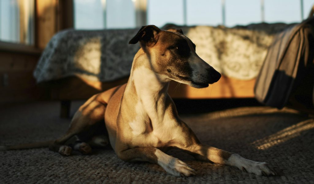razas de perro hipoalergénicas
