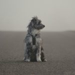 atropellar a un animal es delito