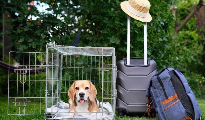 como enviar animales por paqueteria