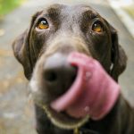 lista de alimentos prohibidos para los perros