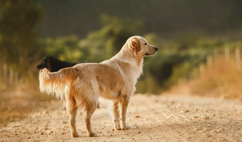 alimentos prohibidos para perros