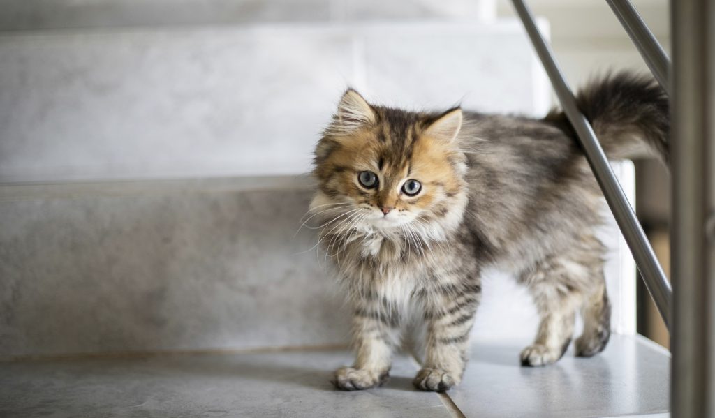 embarazos y gatos