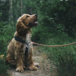 melanoma en perros