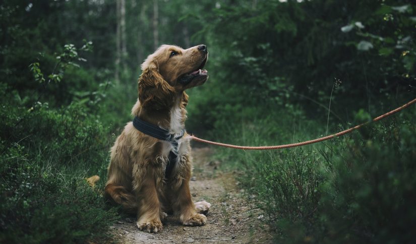 melanoma en perros