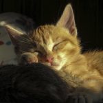 gatos y embarazo toxoplasmosis