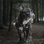 características bulldog francés