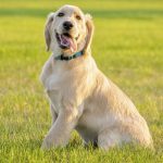 labrador caracter