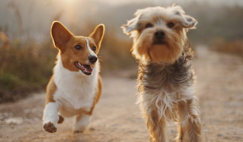 cuando cortar las uñas a un perro
