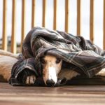 caracteristicas del galgo