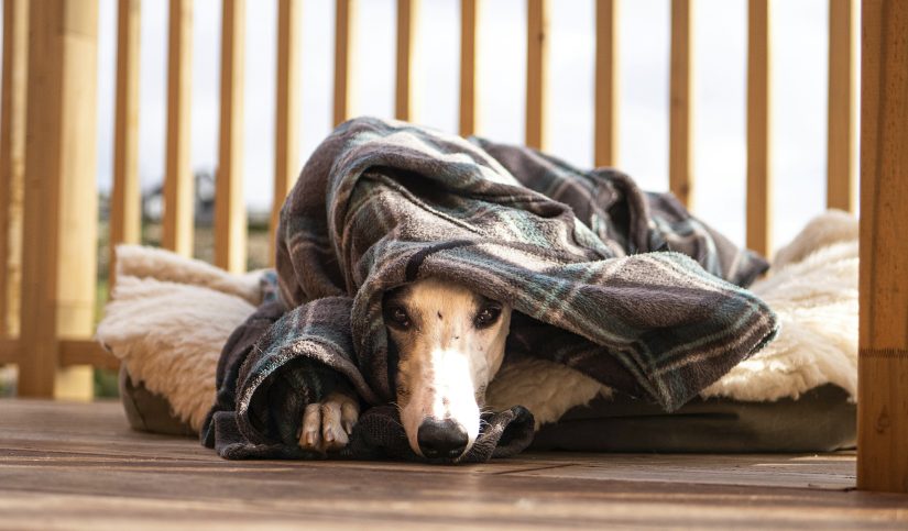 caracteristicas del galgo