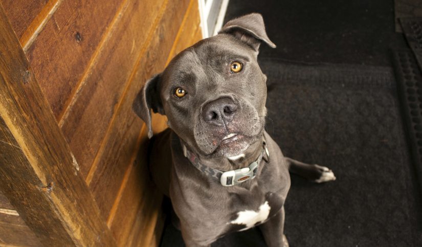 caracteristicas pitbull