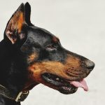cuales son las razas de perros mas grandes