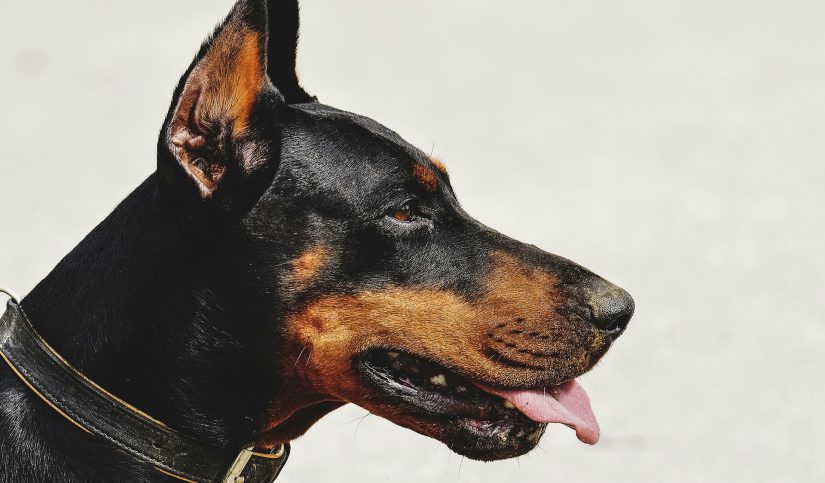 cuales son las razas de perros mas grandes
