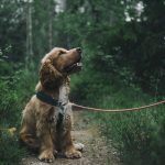 raza de perro cocker spaniel