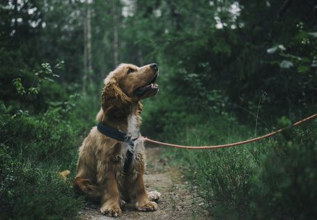 raza de perro cocker spaniel