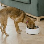 cuantas-vacunas-necesita-un-cachorro