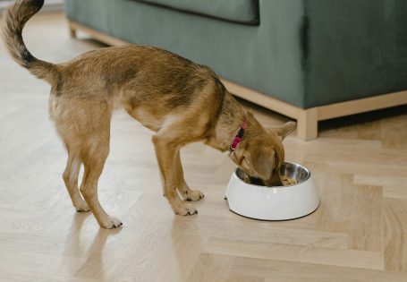 cuantas-vacunas-necesita-un-cachorro