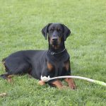caracteristicas-doberman
