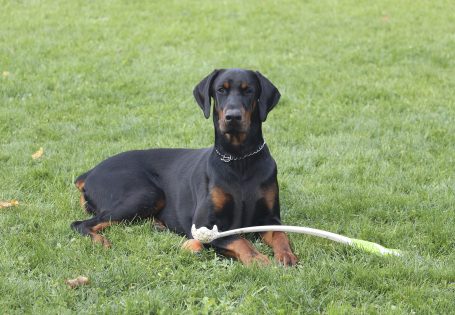 caracteristicas-doberman