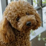 caracteristicas caniche