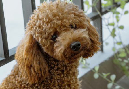 caracteristicas caniche